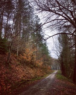 Road amidst trees against sky