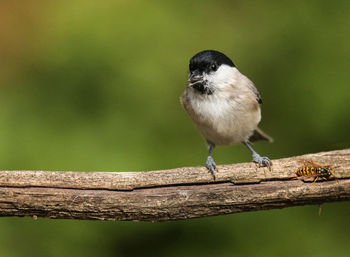 Close-up of carolina chickadee perching on twig