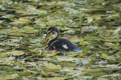 Duck swimming in a lake