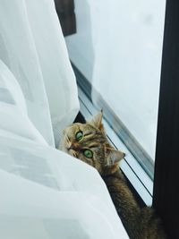 Cat looking through window