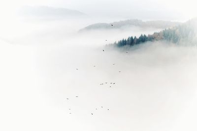 Birds flying over mountains in foggy weather