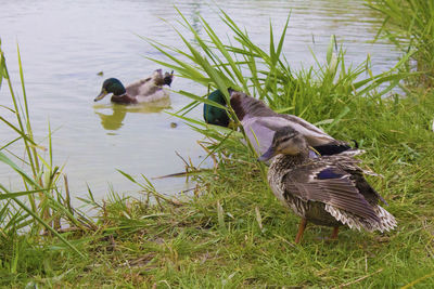 Ducks in a lake