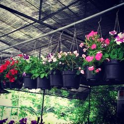 Pink flowers blooming in garden