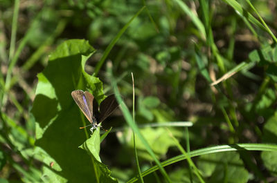 Close-up of butterfly on leaf