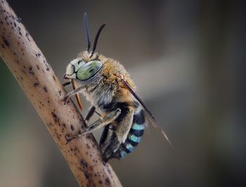 Close-up of insect on branch