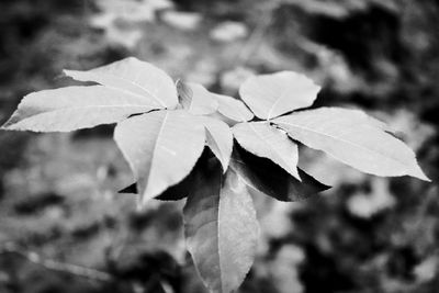 Close-up of leaves on plant