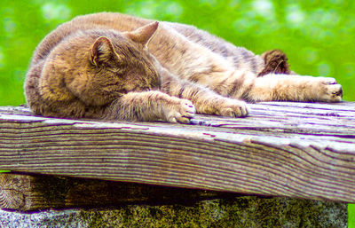 Cat sleeping on wood