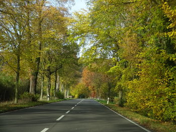 Road amidst trees in forest