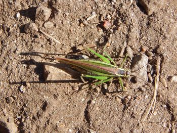 High angle view of insect on land