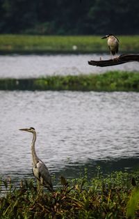 Gray heron perching on tree by lake