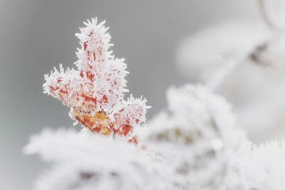 Close-up of frozen plant