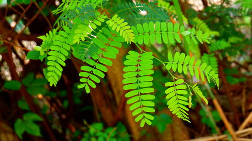 Close-up of fern leaves on tree in forest