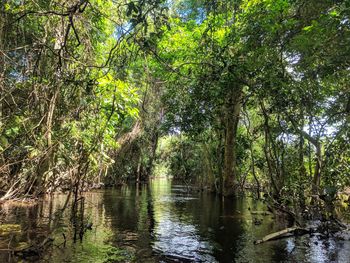 Scenic view of lake in forest