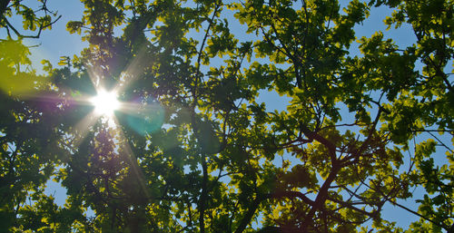 Sun shining through trees