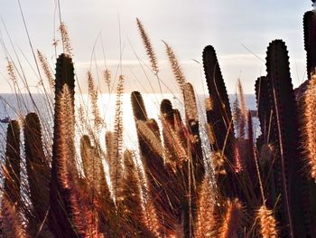 Cactuses growing by sea against sky