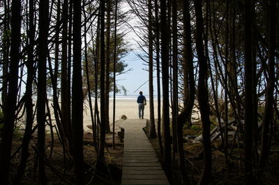 View of trees in forest