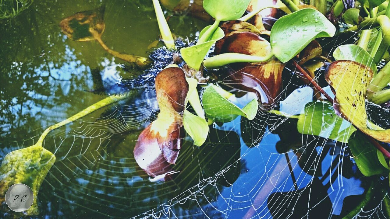 leaf, animal themes, water, animals in the wild, nature, wildlife, natural pattern, plant, reflection, beauty in nature, one animal, day, outdoors, growth, close-up, high angle view, branch, tree, no people, green color