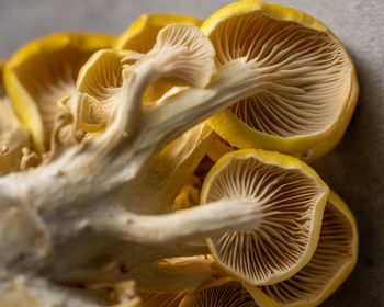 Close-up of mushrooms