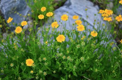 Close-up of yellow flowering plants on field