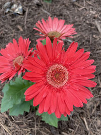 High angle view of red flower