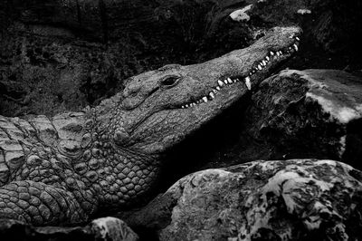 Close-up of crocodile on rock