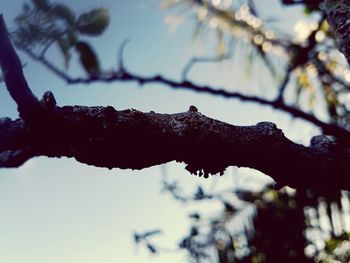 Close-up of snow on branch against blurred background