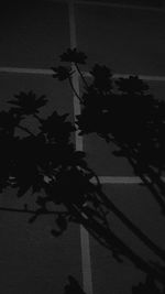 Shadow of tree on road