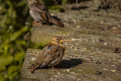 Close-up of bird perching on ground