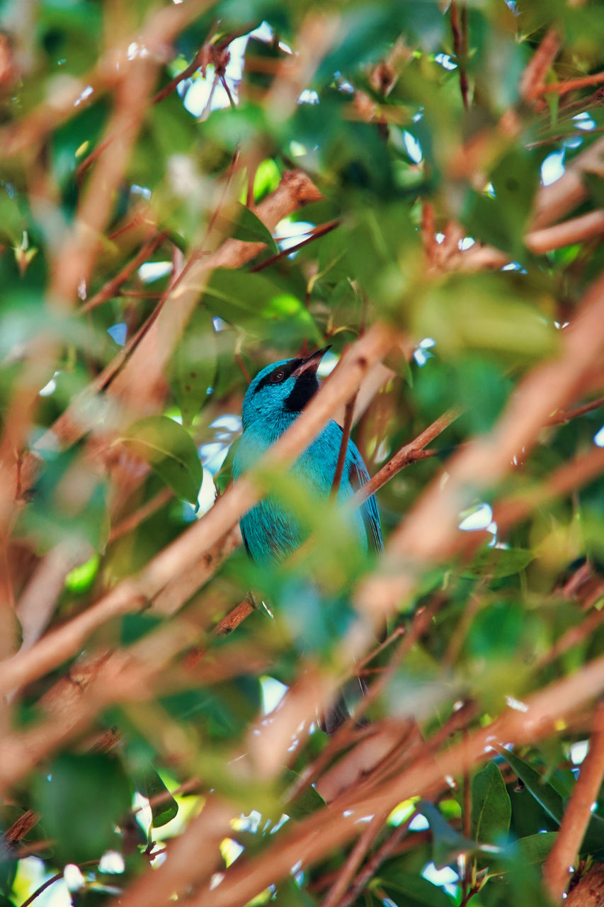 CLOSE-UP OF BIRD PERCHING ON BRANCH OF TREE