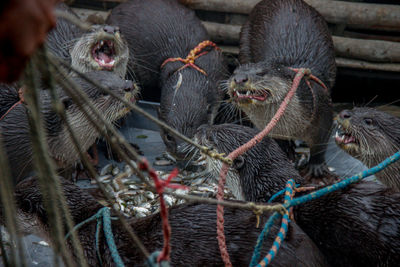 Otter fishing 