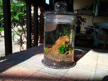 Potted plants in pot