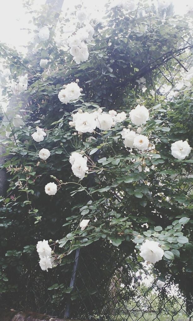 flower, white color, growth, fragility, freshness, beauty in nature, nature, petal, plant, blooming, flower head, white, tree, close-up, in bloom, blossom, season, leaf, day, outdoors