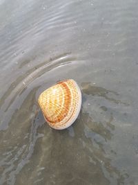 High angle view of seashell on beach