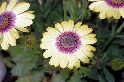 Close-up of flower in park