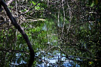Scenic view of lake in forest
