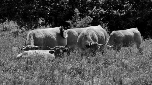 Cows in a field