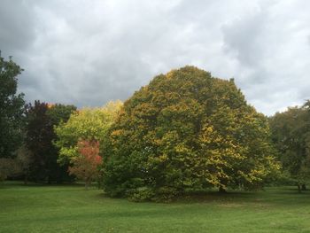 Trees on field against cloudy sky