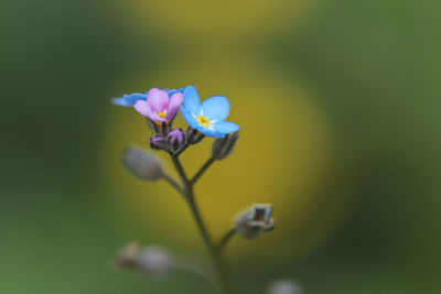 Close-up of purple flowering plant