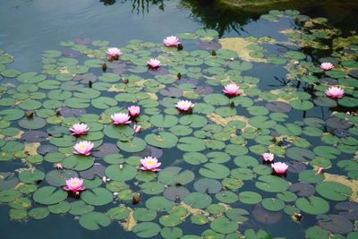 Lotus water lily in pond