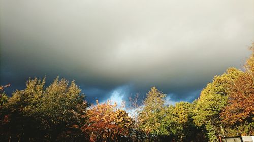 Low angle view of trees against sky