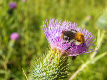 Close-up of bee pollinating on purple flower