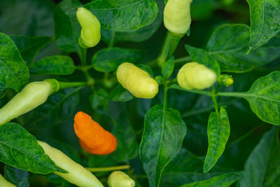 Close-up of chili peppers on plant