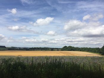 Wildflowers in field against cloudy sky