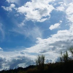 Low angle view of trees against sky