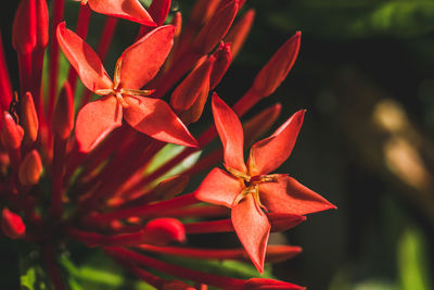 Close-up of red flowering plant