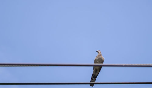 Low angle view of bird perching on cable against clear sky