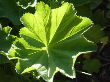 High angle view of green leaves