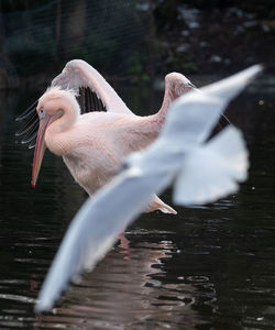 Bird flying over lake