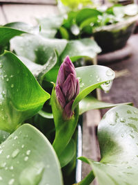 Close-up of water drops on green leaves