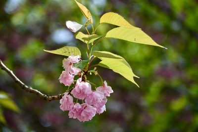 Close-up of pink cherry blossom on tree